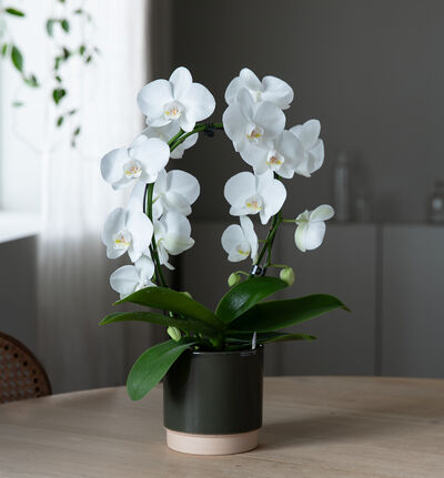 Hvit orkidé på bøyle i grønn potte